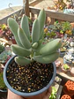 Cotyedon Orbiculata - Miniatura 1