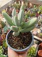 Cotyedon Orbiculata - Miniatura 2