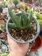 Gasteria M - Miniatura 1