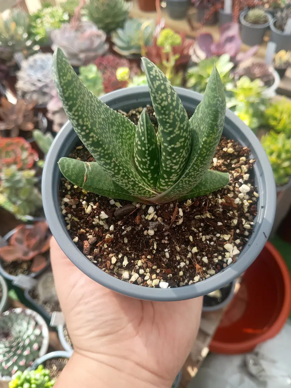 Gasteria M 1