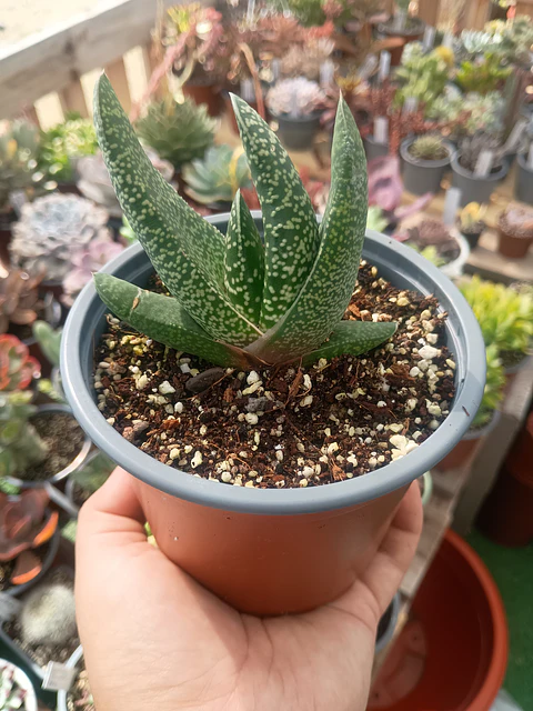 Gasteria M