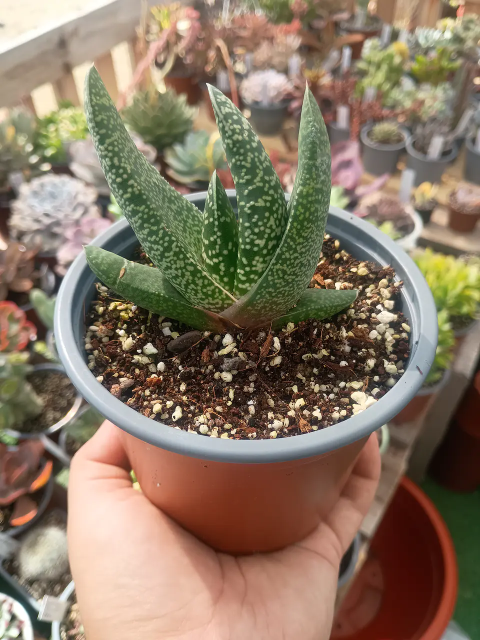 Gasteria M 2