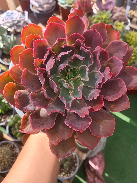 Echeveria Shavianna Neon Braker XL