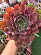 Echeveria Shavianna Neon Braker XL - Miniatura 1