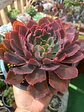 Echeveria Shavianna Neon Braker XL - Miniatura 2