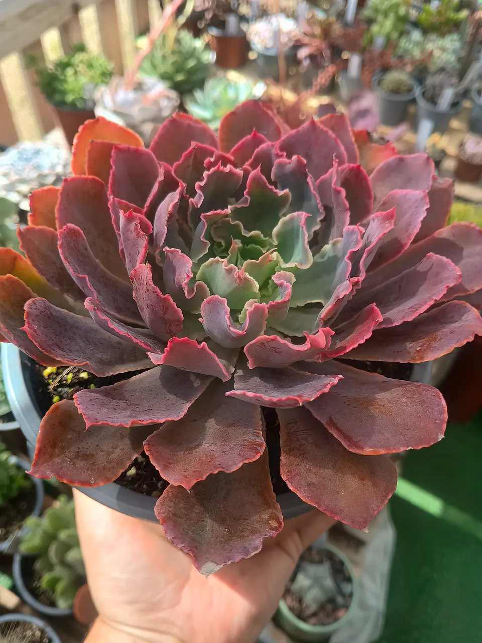 Echeveria Shavianna Neon Braker XL 2