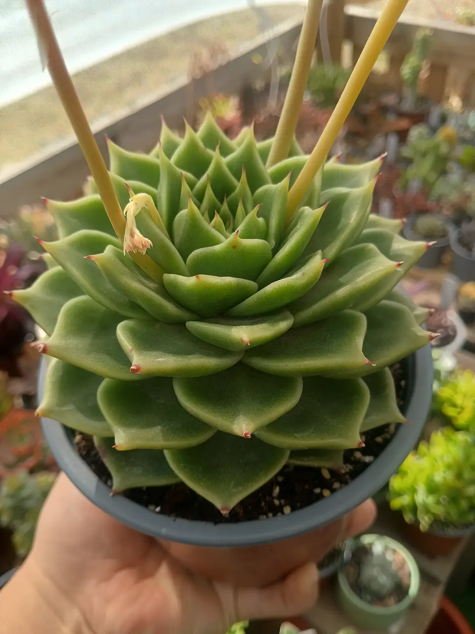 Echeveria agavoides Dark green M 1