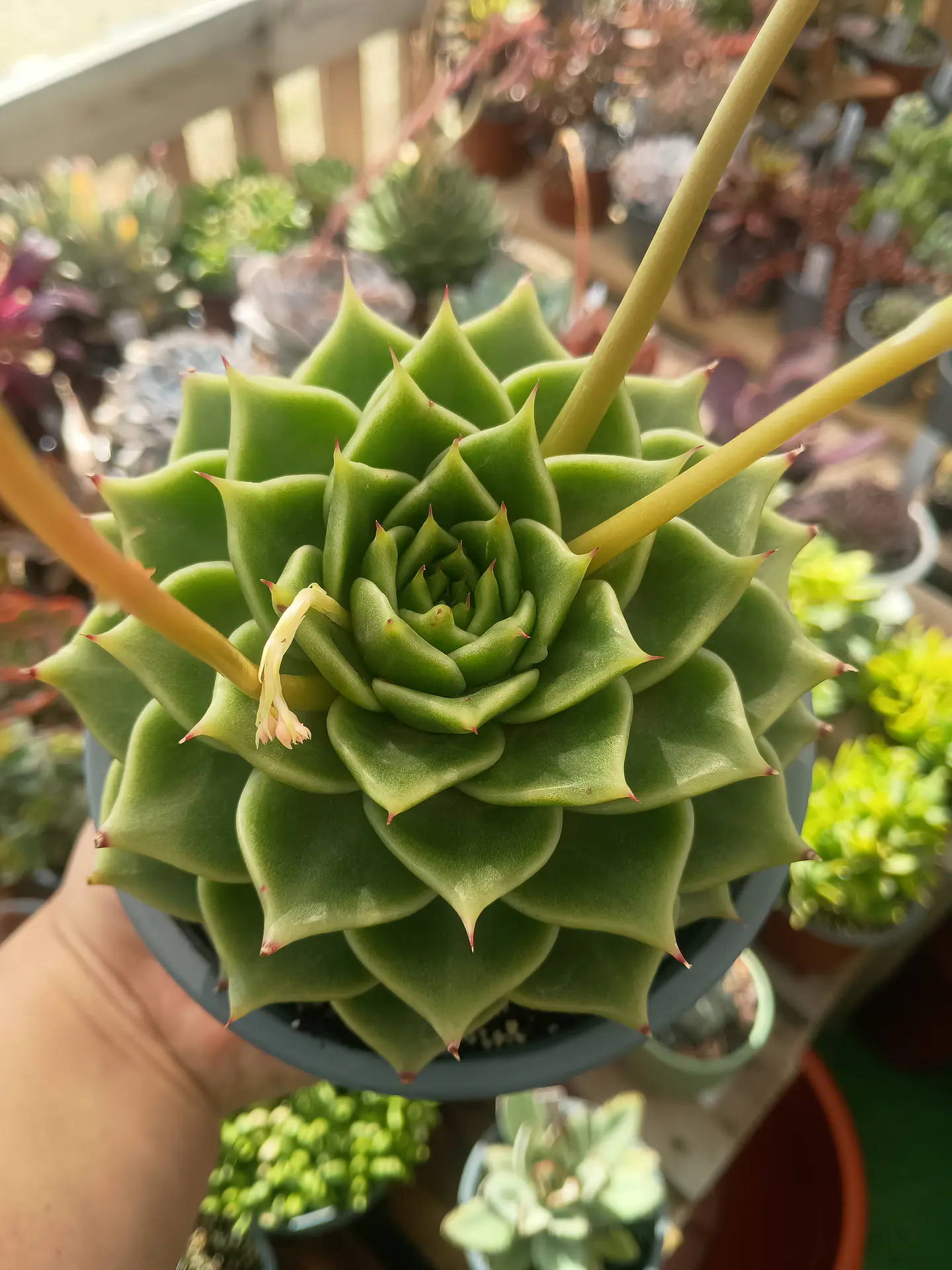 Echeveria agavoides Dark green M 2