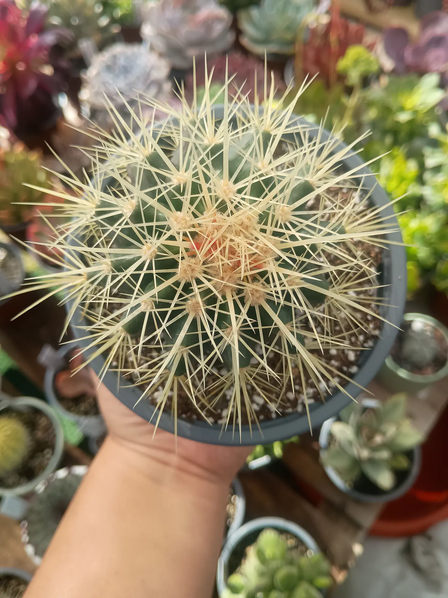 Echinocactus grusonii  1