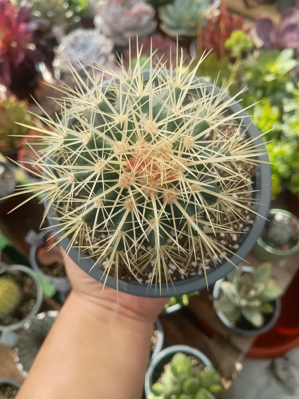 Echinocactus grusonii  1