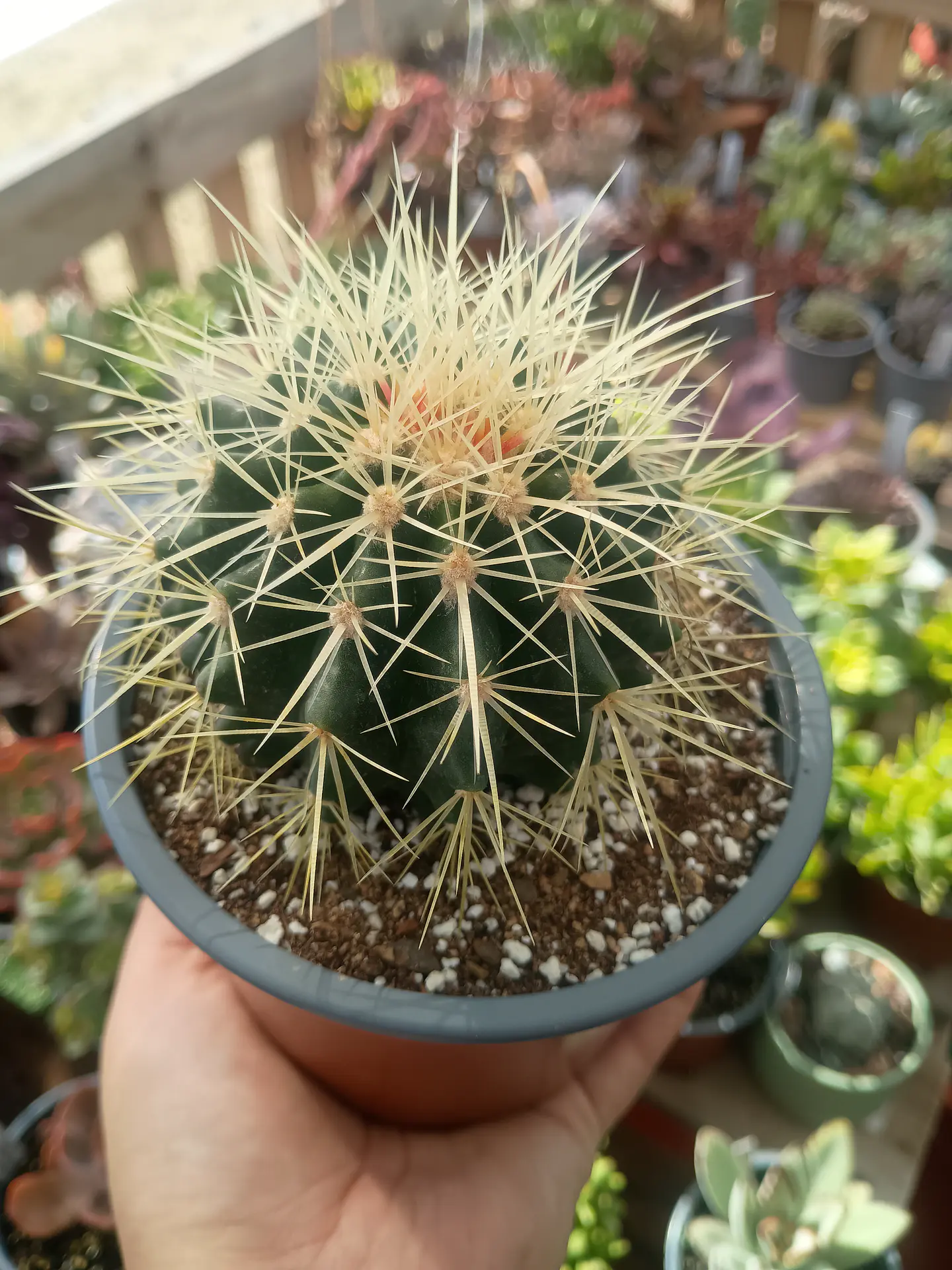 Echinocactus grusonii  2