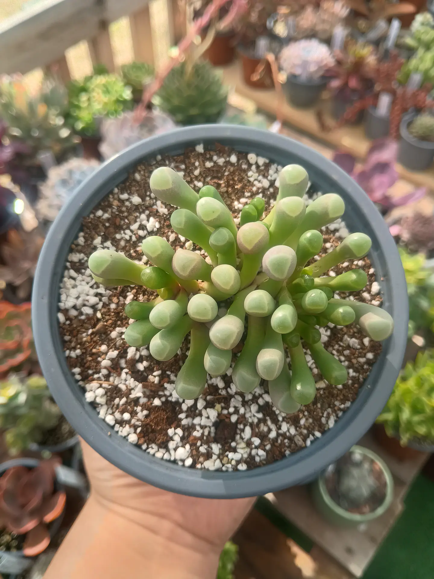 Fenestraria Rophallophyla 1
