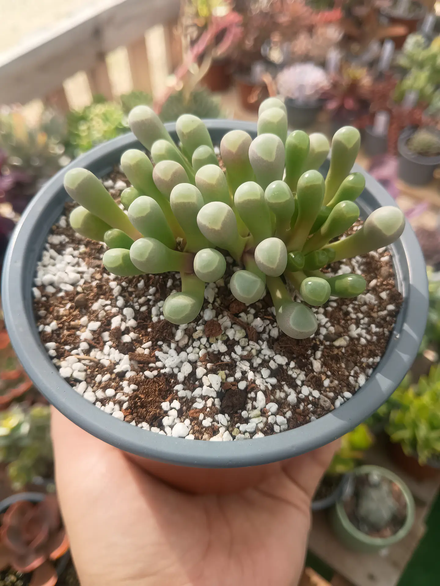 Fenestraria Rophallophyla 2