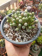 Fenestraria Rophallophyla - Miniatura 2