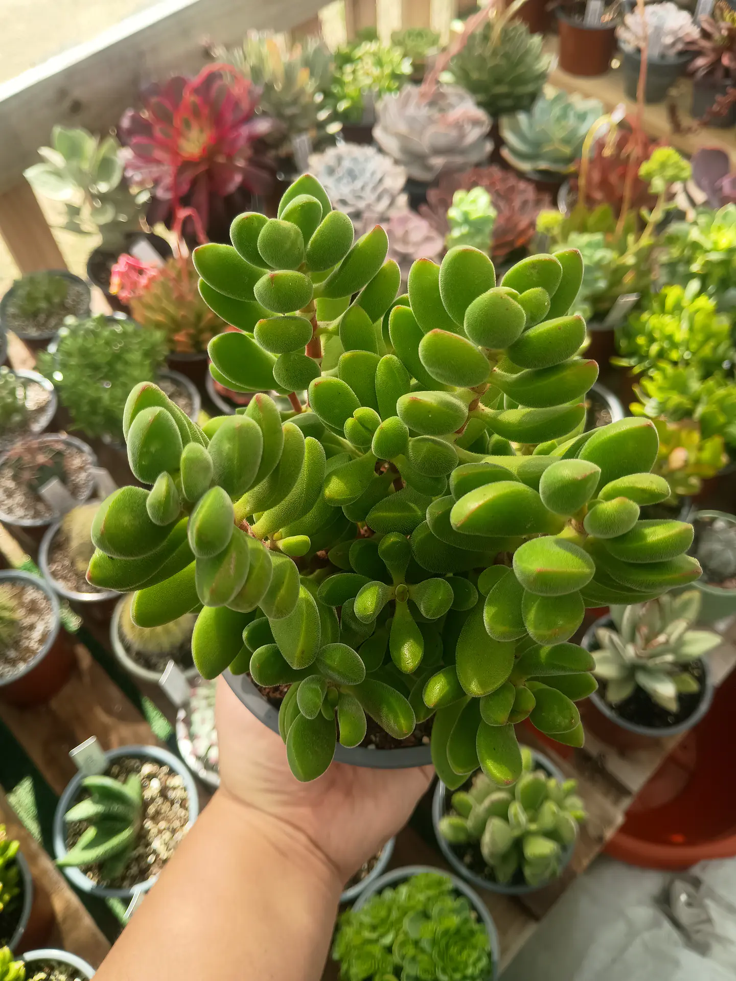 Crassula Rogersii XL 1