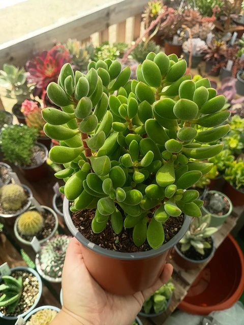 Crassula Rogersii XL