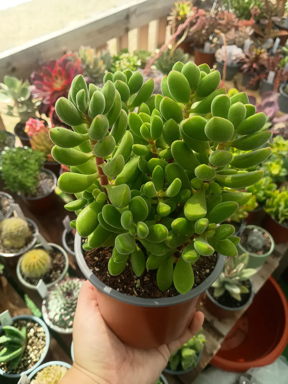 Crassula Rogersii XL 2