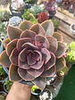 Echeveria Perle von numberg XL - Miniatura 1