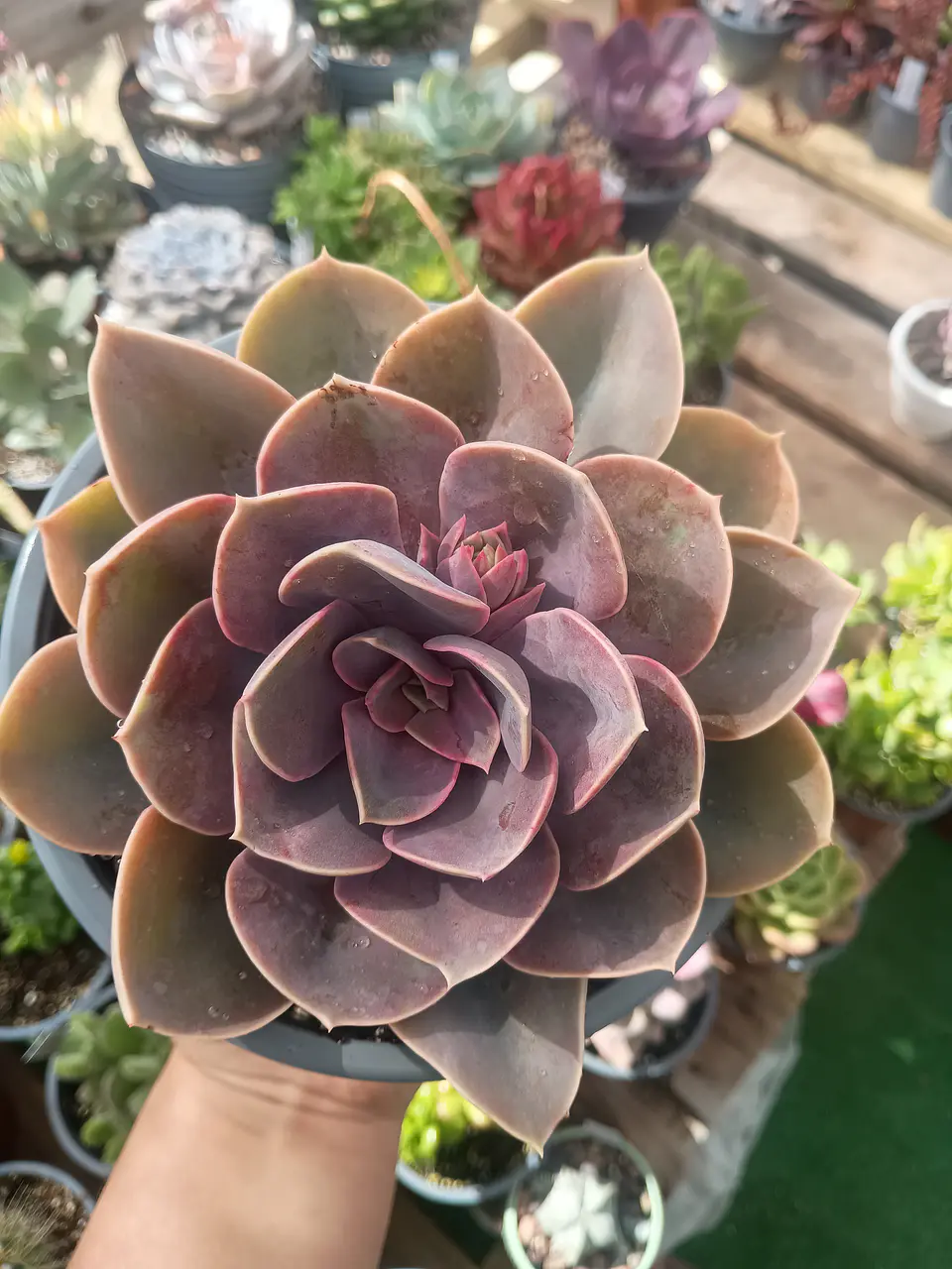 Echeveria Perle von numberg XL 1