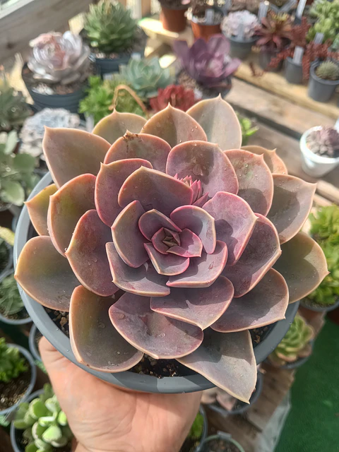 Echeveria Perle von numberg XL