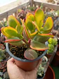 Crassula Ovata Hummel sunset - Miniatura 1