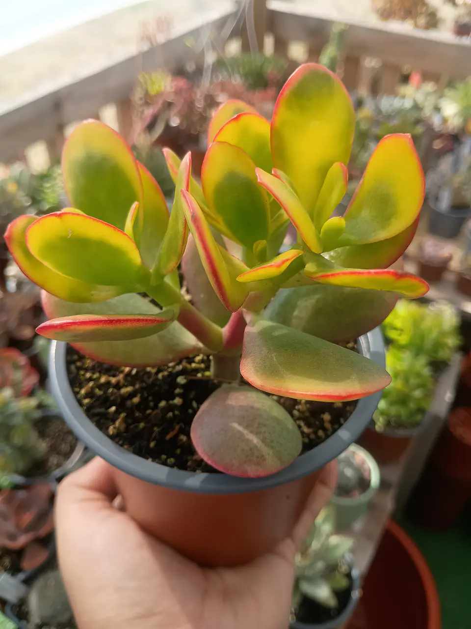 Crassula Ovata Hummel sunset 1
