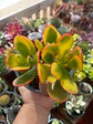 Crassula Ovata Hummel sunset - Miniatura 2