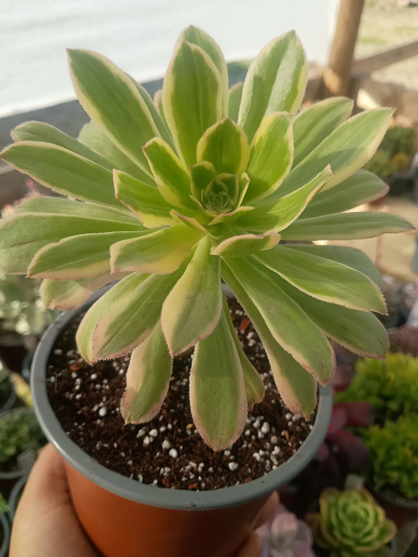 Aeonium variegado 1