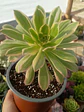 Aeonium variegado - Miniatura 1