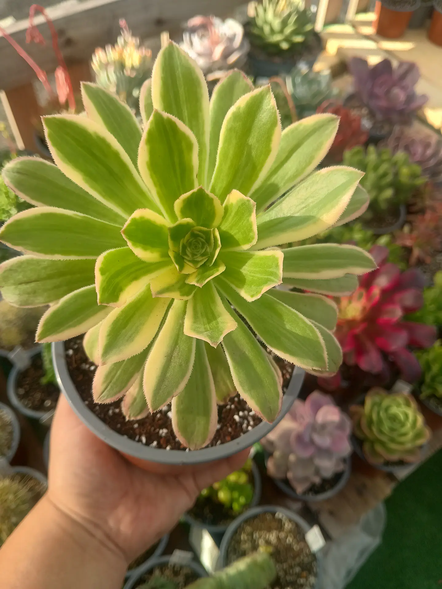 Aeonium variegado 2