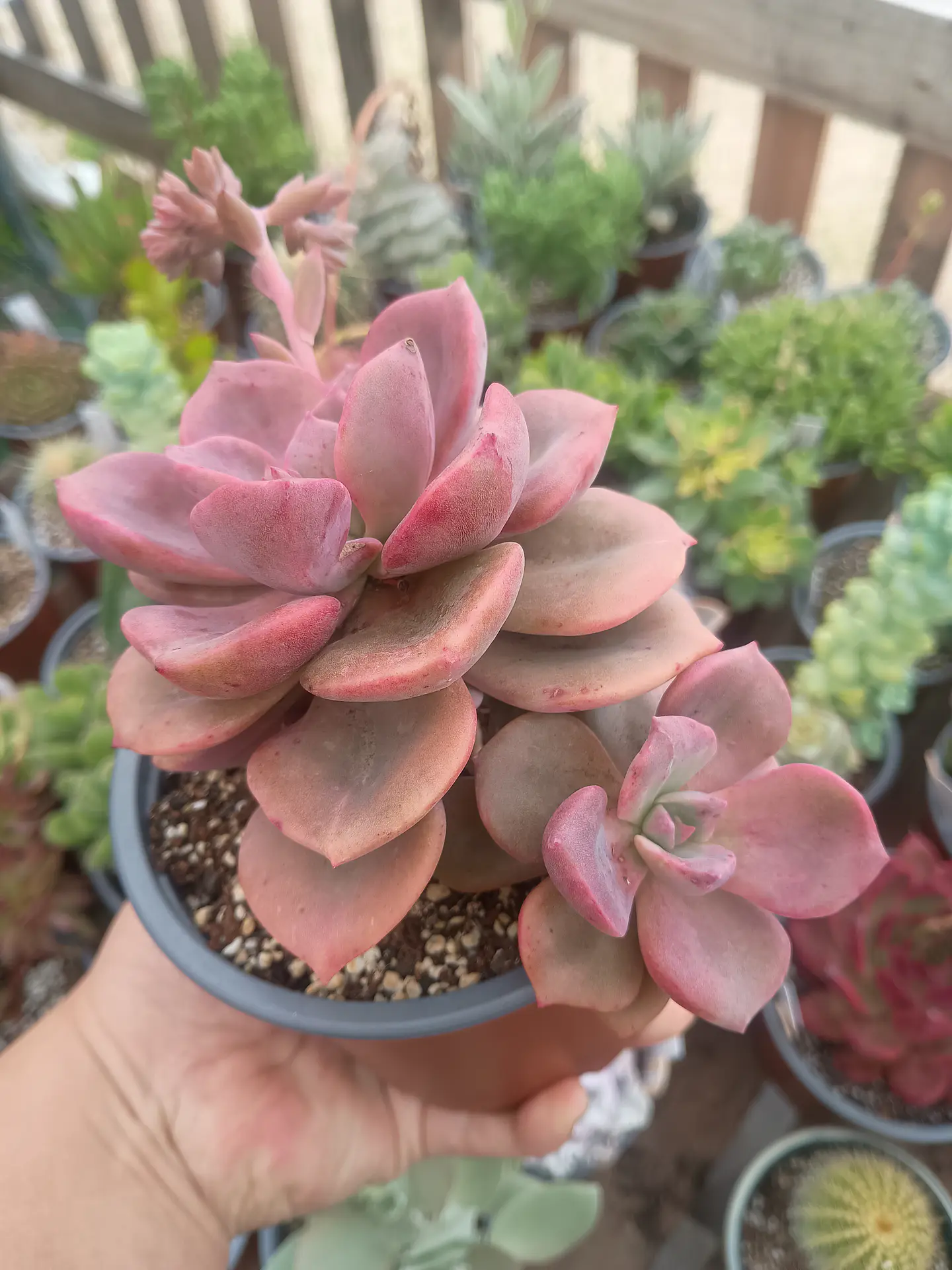 Graptoveria Mr richard Planta Madre 1