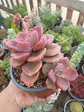 Graptoveria Mr richard Planta Madre - Miniatura 1