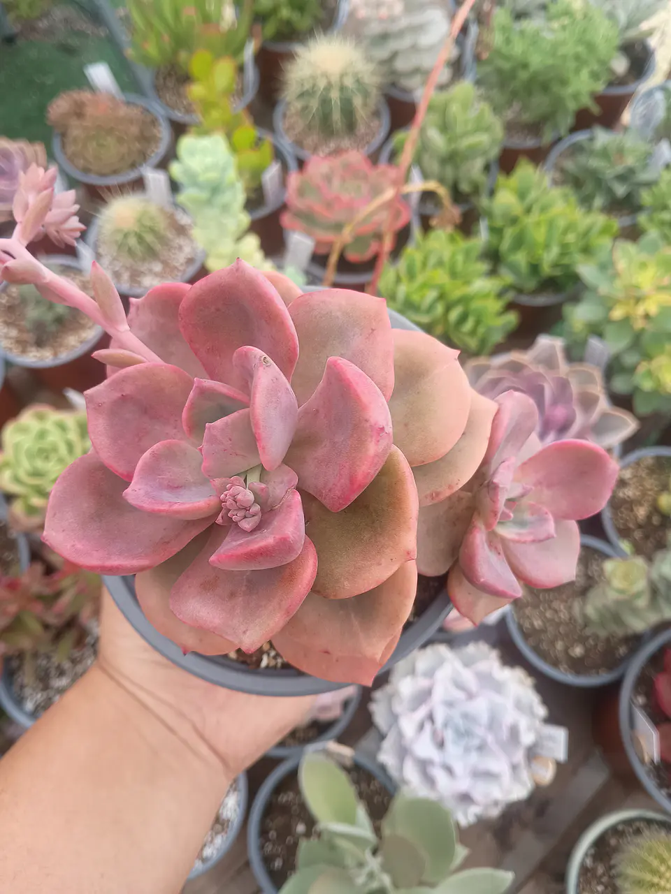 Graptoveria Mr richard Planta Madre 2