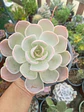 Echeveria Dusty violet  - Miniatura 1