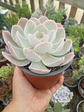 Echeveria Dusty violet  - Miniatura 2