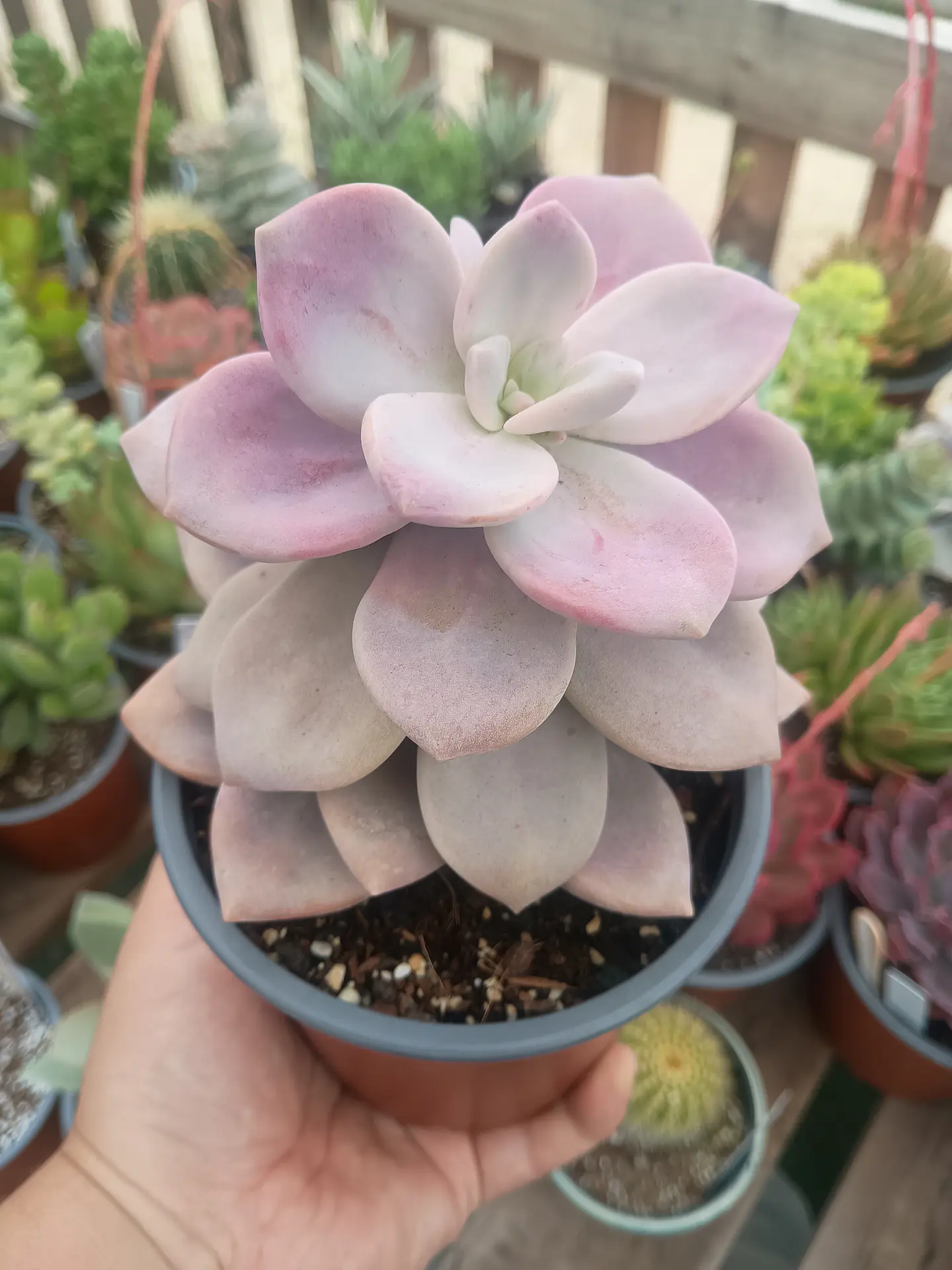 Graptopetalum Murasaki L 1