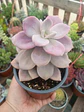 Graptopetalum Murasaki L - Miniatura 1
