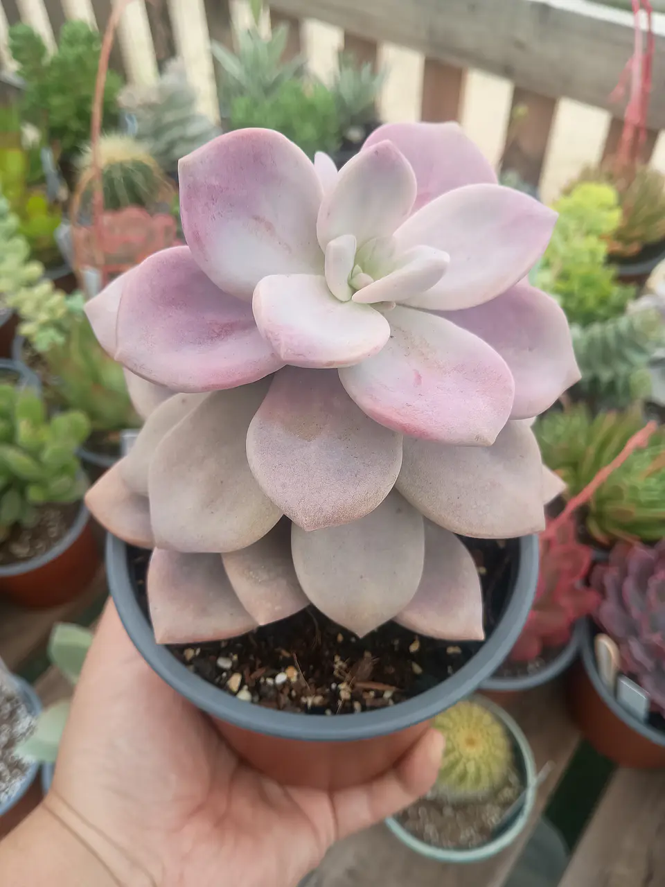 Graptopetalum Murasaki L 1
