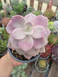 Graptopetalum Murasaki L - Miniatura 2