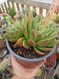 Echeveria agavoides Miranda XL doble - Miniatura 1
