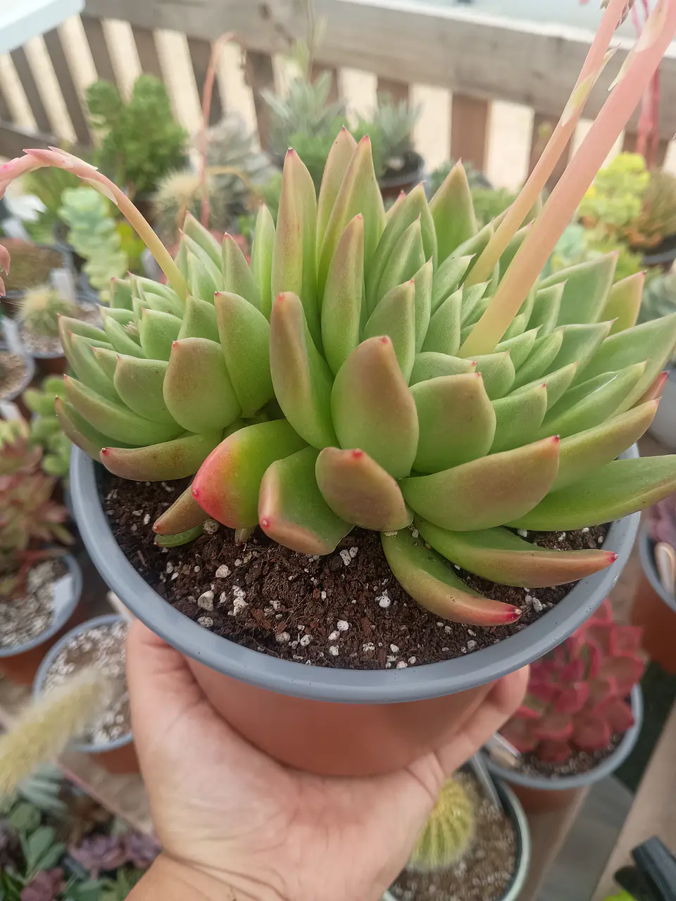 Echeveria agavoides Miranda XL doble 1