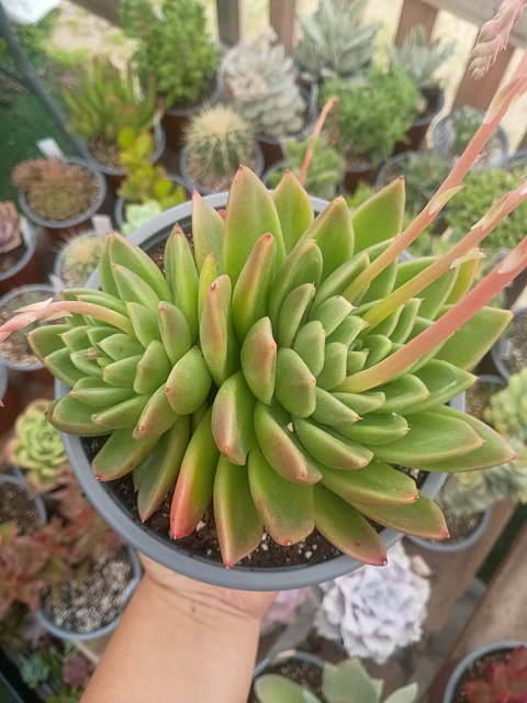 Echeveria agavoides Miranda XL doble