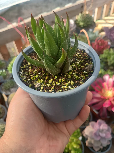 Haworthia 