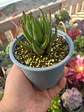 Haworthia  - Miniatura 1