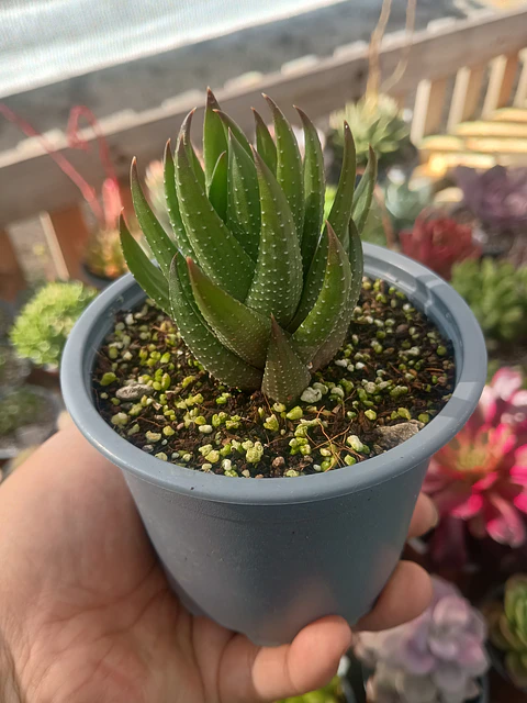 Haworthia 
