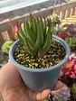 Haworthia  - Miniatura 2