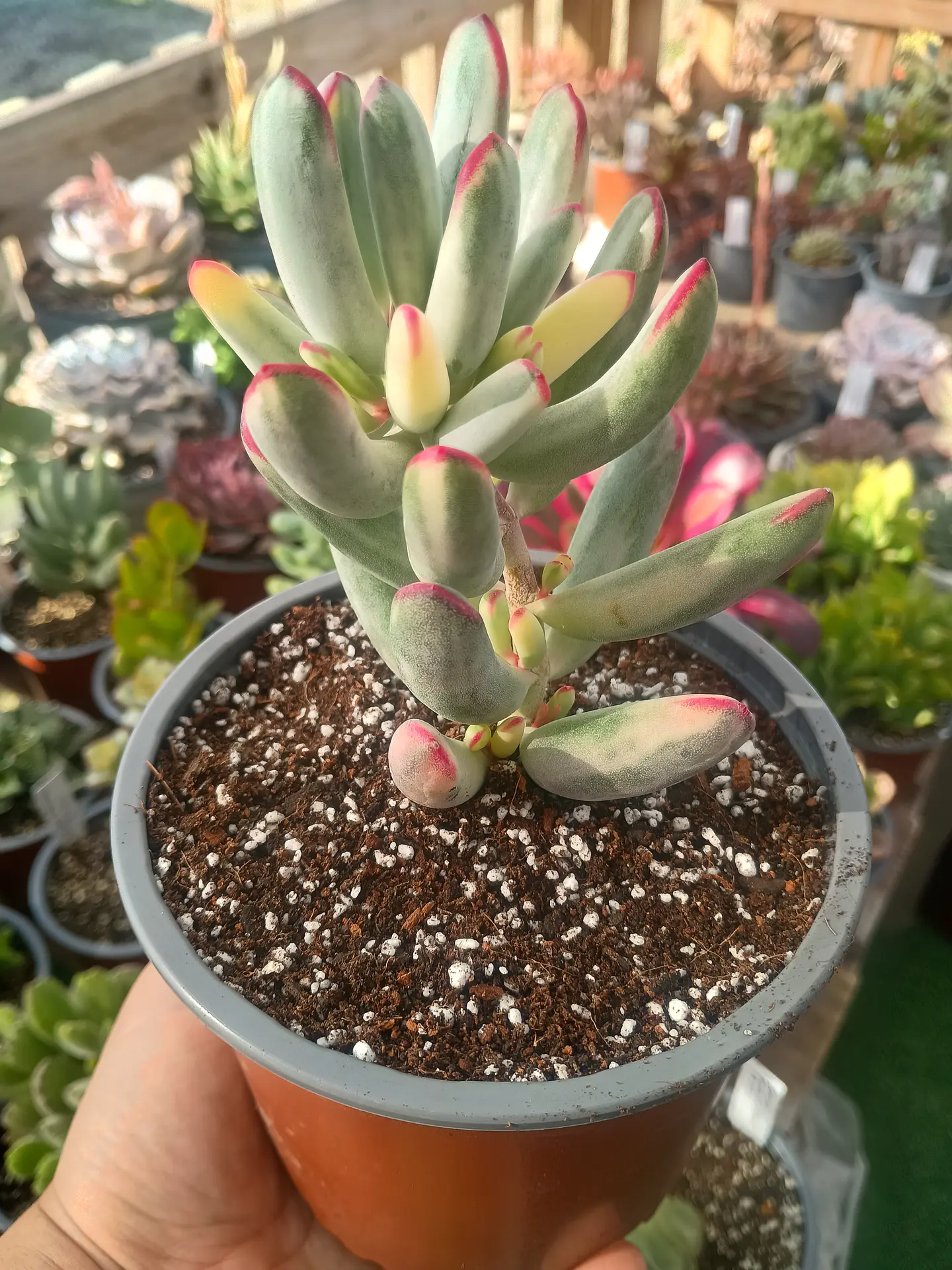 Cotyledon Flanagahnii variegado M 1