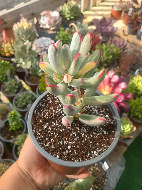 Cotyledon Flanagahnii variegado M