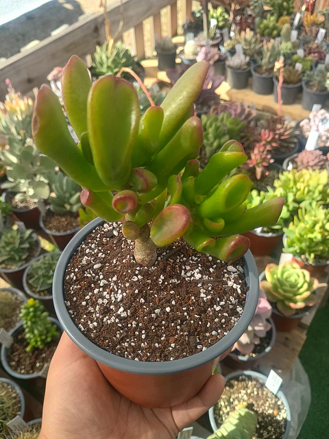 Crassula ovata Gollum "orejas de shrek"