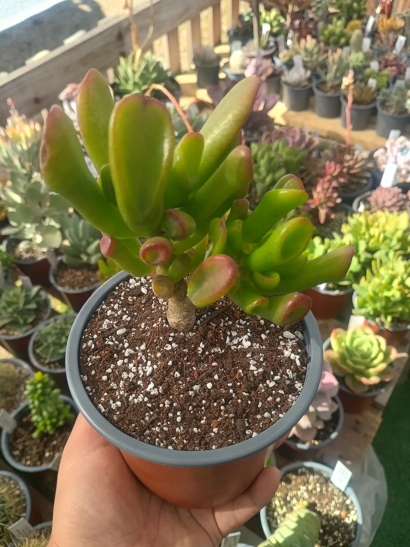 Crassula ovata Gollum 